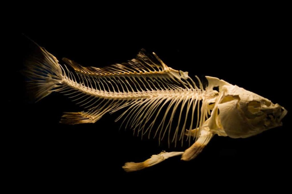 What Is Functional Food 5 Fish is a good functional food