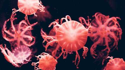 Virus: 101 Facts - Principle and Their Pathogenesis 1 HIV/AIDS virus
